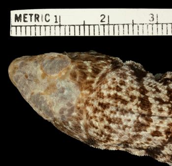 Media type: image;   Herpetology R-11948 Aspect: head dorsal